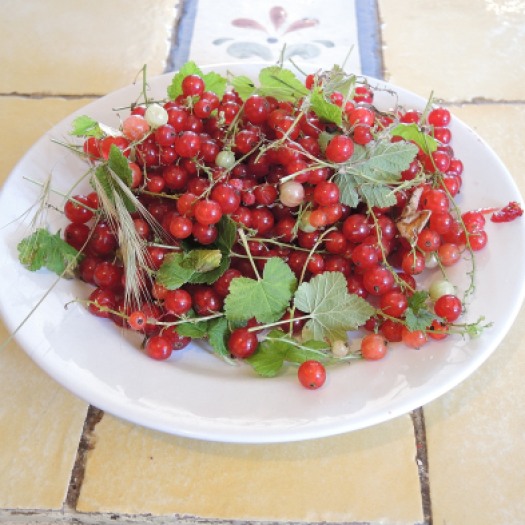 We appear to have redcurrants in our garden!