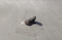 Seal of Disapproval. It barked at me. Bryans Beach, Ohiwa, Bay of Plenty, NZ